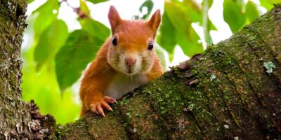 Protected: It’s August, Guess What: It’s The Habitat